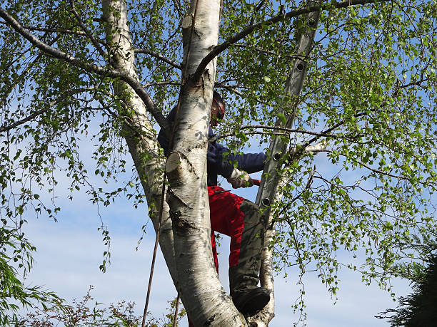 Best Storm Damage Tree Cleanup  in Dobbs Ferry, NY